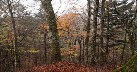 霧の中の晩秋の森
