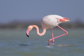 A Greater Flamingo walking in the water looking for food © Stefan