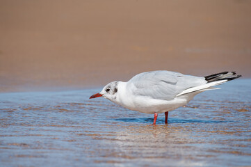 A black headed gull bathing on the beach in a puddle of water