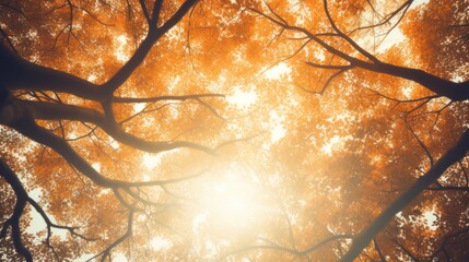 Blurred nature background of trees looking up with sunlight and orange vintage filter.