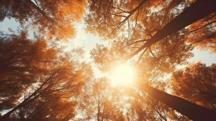 Blurred nature background of trees looking up with sunlight and orange vintage filter.