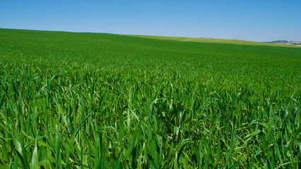 Green fields in spring. Blue skies, green fields and dirt roads. Clear skies and fertile fields in the sunshine.