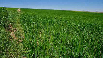 Obraz premium Green fields in spring. Blue skies, green fields and dirt roads. Clear skies and fertile fields in the sunshine.