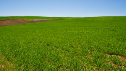 Fototapeta na wymiar Green fields in spring. Blue skies, green fields and dirt roads. Clear skies and fertile fields in the sunshine.