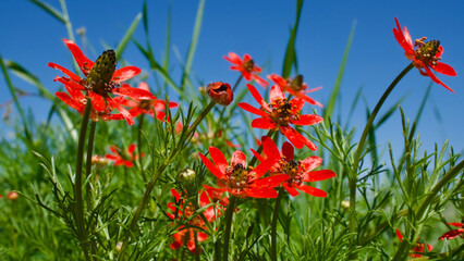 Chinese tulip, Adonis Flammea. An annual herbaceous plant that blooms in fields and rocks in spring. Blue sky in the background and green fields in the front, flower with red petals meaning flame-like