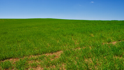 Fototapeta premium Green fields in spring. Blue skies, green fields and dirt roads. Clear skies and fertile fields in the sunshine.