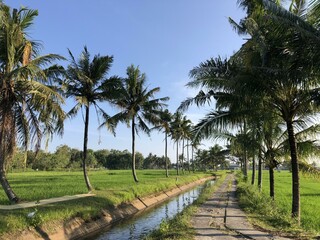 Obraz premium Captivating rural landscape with lush green paddy fields, coconut trees, and crystal-clear stream. Serene countryside beauty