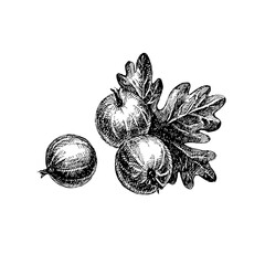 Hand drawn vintage sketch gooseberry berries set. Vector illustration of eco food