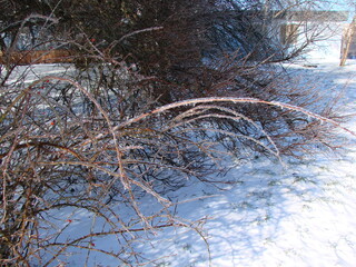 A large bush with abundant red rose hips on icy branches on a frosty clear winter day.