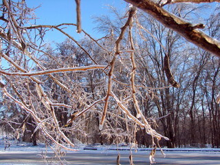 A natural picture of frozen poplar branches sparkling under the rays of the frosty sun, and bent to the ground under the weight of ice.