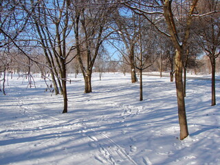 Winter landscape of the city park covered with a soft carpet of fresh fluffy snow under the rays of the frosty sun.
