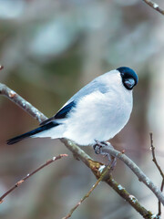 Baikal bullfinch on a branch in the winter forest
