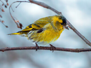 Male of a siskin on a branch in a winter forest