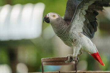 African grey parrot. bird flaps its wings