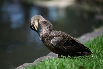 Side view of a Pacific black duck preening the feathers on its chest, as it stands beside a pond in a park