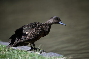 Side view of a female chestnut teal standing on land beside a pond, with the bird's head stretched out above the water, during a sunny day