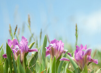 Wild Irises  against the blue sky in  early  spring. very shallow depth of field. Selective focus