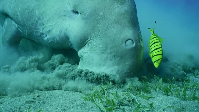 Close up of Se Cow or Dugong (Dugong dugon) raises silt clouds when eating Smooth ribbon seagrass (Cymodoce rotundata) on seagrass meadow, slow motion