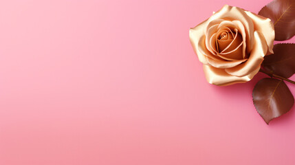 Gold rose on a pink background of copy space