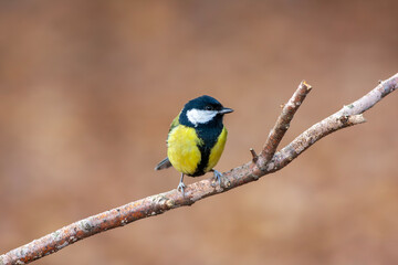 Fototapeta premium cute little bird in yellow black colors,Great Tit, Parus major
