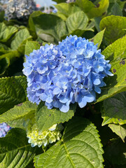 Obraz premium Hydrangea blooming in the garden.