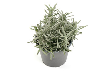 Lavender spice, isolated on white background.