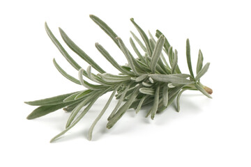 Fototapeta premium Lavender twig spice, isolated on white background.