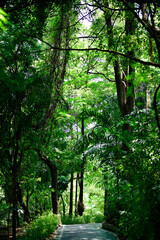 The image depicts a tranquil park scene with a concrete path winding through lush greenery, bathed in dappled sunlight from the leafy canopy above. It’s a peaceful snapshot of nature, free from any hu