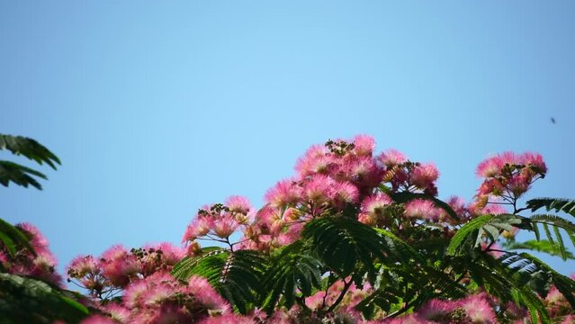 Persian silk tree Albizia julibrissin flowers resembling starbursts of pink silky threads. Pink siris, silk tree acacia Albizia julibrissin during flowering period. Close-up Slow motion