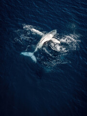 breaching humpback whale 