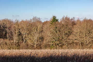 A rural Sussex winter view with bare trees behind a field of dead sunflowers, and a blue sky...