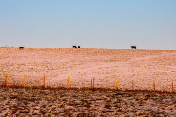 Snow covered fields in the South Downs, with cows on the horizon in the distance