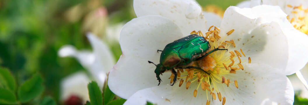 Protaetia beetle