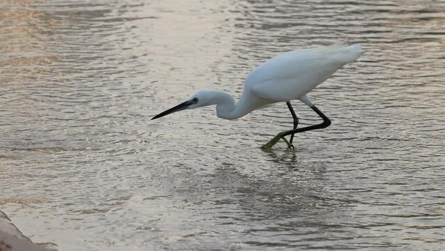 Egret Hunting Fish in Shallow Waters
