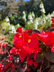 Obraz premium Blooming red Begonias in the garden.