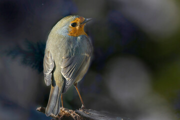 Rotkehlchen (Erithacus rubecula) sitzt auf Ast