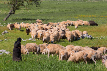 Schafe (Ovis) Herde mit Schäfer auf Kreta, Griechenland, Europa