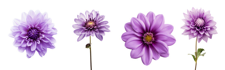 Fototapeta premium purple flower isolated on a transparent PNG background, white background, Generative Ai