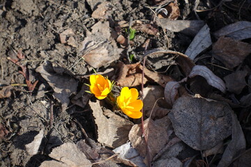Little amber yellow flowers of Crocus chrysanthus in February