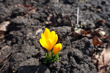 Obraz premium One bud and one amber yellow flower of Crocus chrysanthus in February