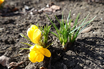 Pale yellow flowers of two Crocus chrysanthus in February