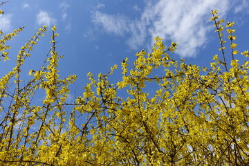 Many yellow flowers of forsythia against blue sky in mid March