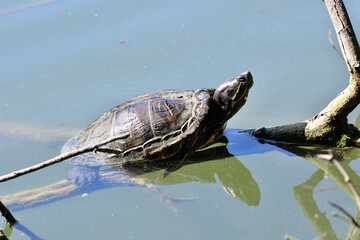 Portrait of a European pond turtle resting and basking on a branch sticking out of the water