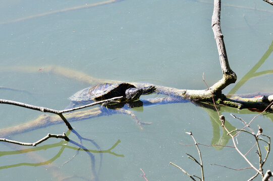 European pond turtle climbs a branch out of the water to bask in the sun