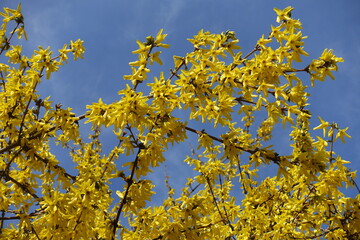 Multitudinous yellow flowers of forsythia against blue sky in mid March