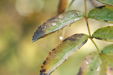 Green leaf with water drops on a wet morning, warm lights, beautiful macro shot