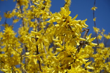 Not a few yellow flowers of forsythia against blue sky in March