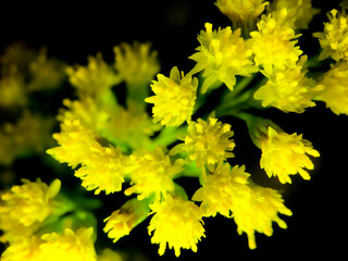 This photograph captures the vibrant essence of Solidago, commonly known as goldenrod. The clusters of small, bright yellow flowers burst forth with life, their tiny petals creating a collective
