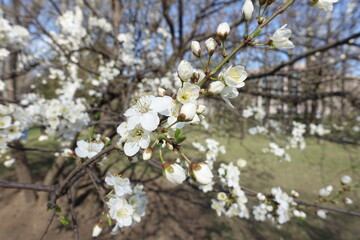 Obraz premium Bloom of plum tree in mid March