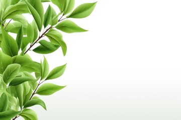Fototapeta na wymiar On a white background, a green tea leaf. Generative Ai.